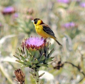  Black-headed Bunting  Perivolia May 10th 2014 (c) Cyprus Birding Tours