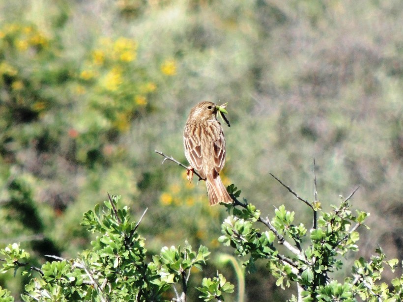 Corn Bunting with food for young Tsada track May 16th 2014 (c) Cyprus Birding Tours