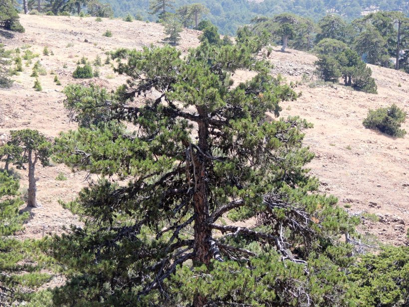 Black Pine Troodos 11th July 2014 (c) Cyprus Birding Tours
