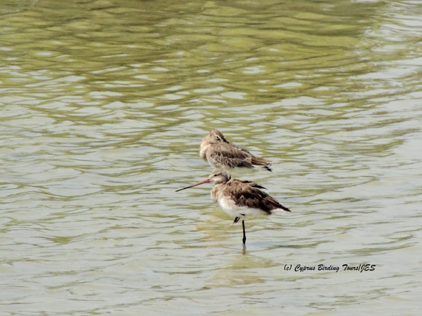 Black-tailed Godwit Oroklini July 2nd 2014  (c) Cyprus Birding Tours