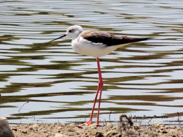 Black-winged Stilt Akhna Dam 15th July 2014 (c) Cyprus Birding Tours