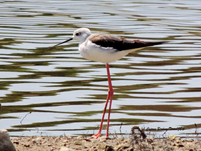 Black-winged Stilt Akhna Dam 15th July 2014 (c) Cyprus Birding Tours
