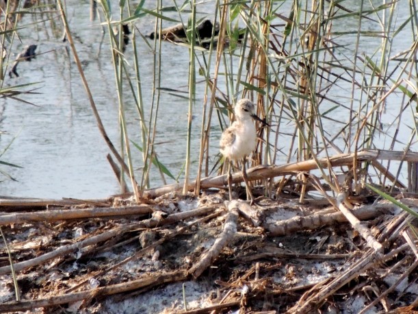  Black-winged Stilt chick Zakaki Marsh 3rd July 2014 (c) Cyprus Birding Tours