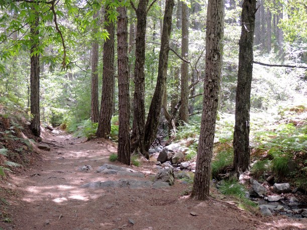 Caledonia Trail near Troodos 11th July 2014 (c) Cyprus Birding Tours