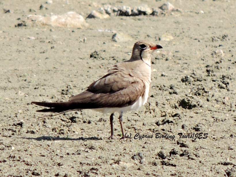Collared Pratincole  Akhna Dam 8th July 2014 (c) Cyprus Birding Tours
