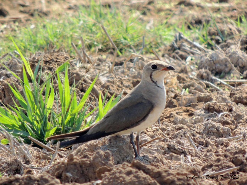 Collared Pratincole Larnaca Desalination Plant fields 23rd July 2014  (c) Cyprus Birding Tours