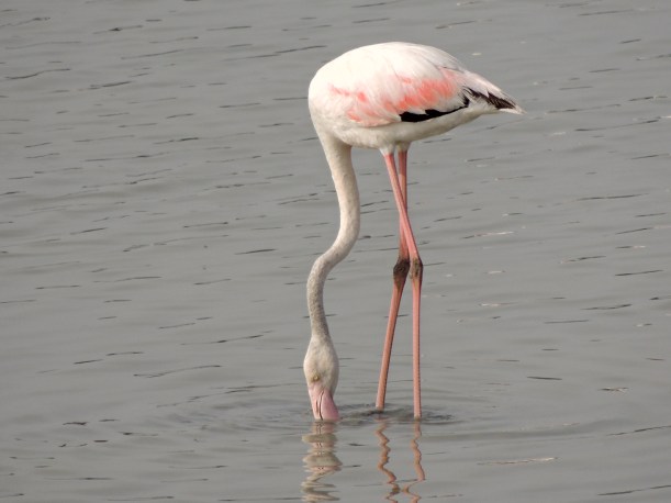 Greater Flamingo Oroklini Marsh 12th July 2014 (c) Cyprus Birding Tours
