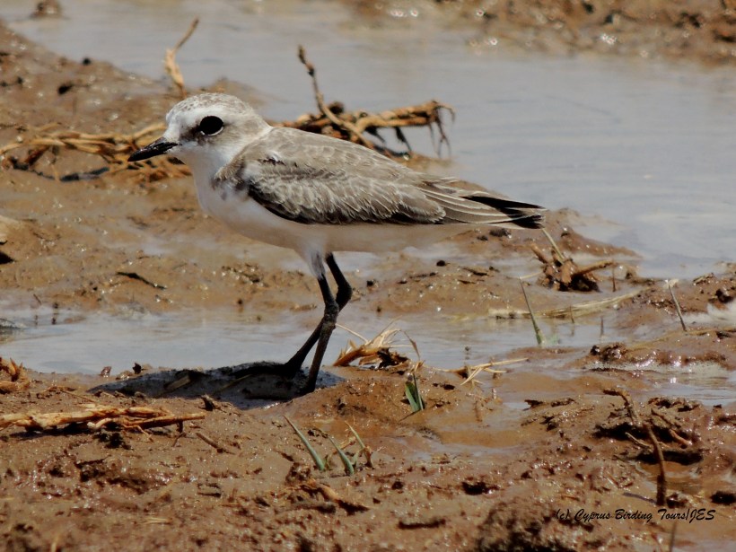 Kentish Plover juvenile Larnaca Desal Fields 21st July 2014 (c) Cyprus Birding Tours