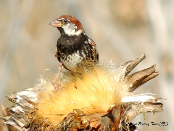 Spanish Sparrow, Pervolia, 23rd July 2014, (c) Cyprus Birding Tours