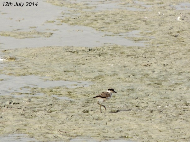 Spur-winged Lapwing Chick Oroklini Marsh 12th  July 2014 (c) Cyprus Birding Tours