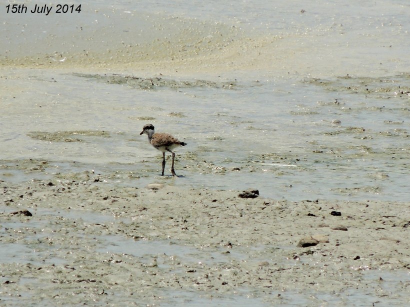 Spur-winged Lapwing Chick Oroklini Marsh 15th July 2014 (c) Cyprus Birding Tours