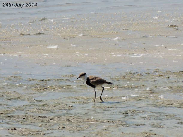 Spur-winged Lapwing Chick Oroklini Marsh 24th  July 2014 (c) Cyprus Birding Tours
