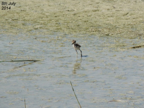Spur-winged Lapwing Chick Oroklini Marsh 8th July 2014 (c) Cyprus Birding Tours