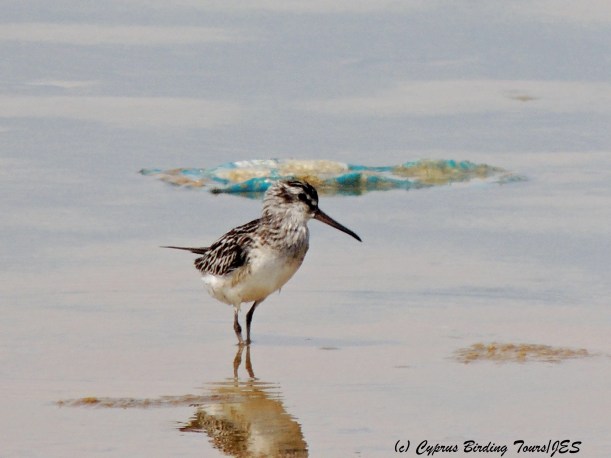 Broad-billed Sandpiper, Zakaki Marsh 30th August 2014 (c) Cyprus Birding Tours