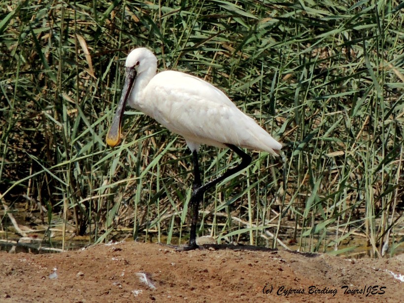 Eurasian Spoonbill, Zakaki Marsh, 30th August 2014 (c) Cyprus Birding Tours
