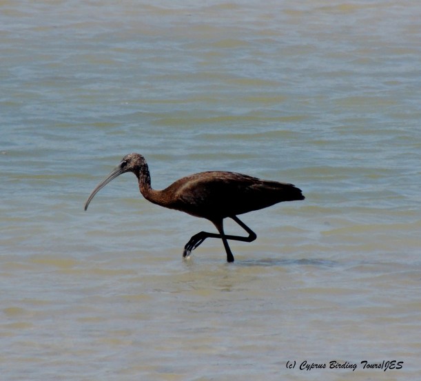 Glossy Ibis, Zakaki Marsh 8th September 2014 (c) Cyprus Birding Tours