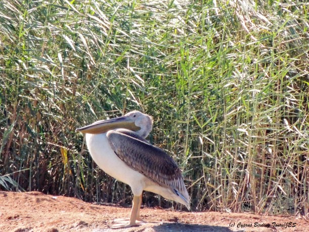 Great White Pelican, Zakaki Marsh, September 25th 2014 (c) Cyprus Birding Tours
