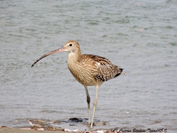 Eurasian Curlew, Spiros Beach, 17th October 2014 (c) Cyprus Birding Tours