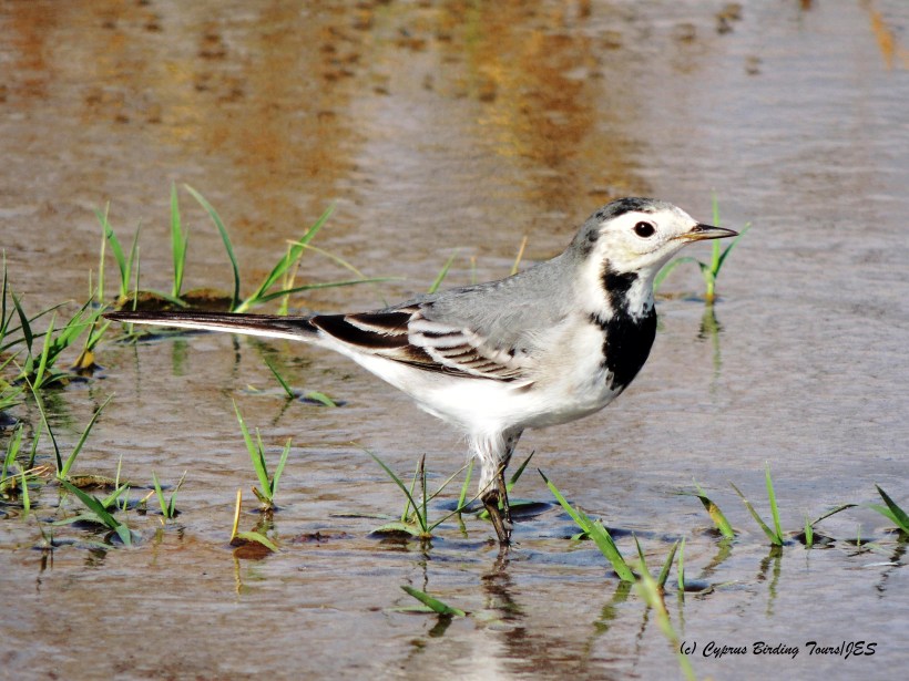 White Wagtail, Spiros Pool 27th October 2014 (c) Cyprus Birding Tours