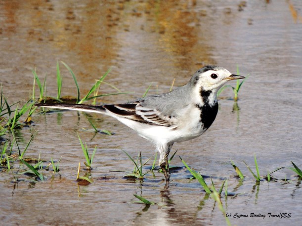 White Wagtail, Spiros Pool 27th October 2014 (c) Cyprus Birding Tours