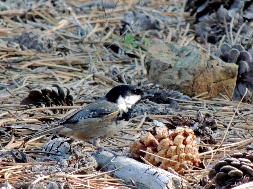 Coal Tit, endemic sub-species, Troodos 9th November (c) Cyprus Birding Tours