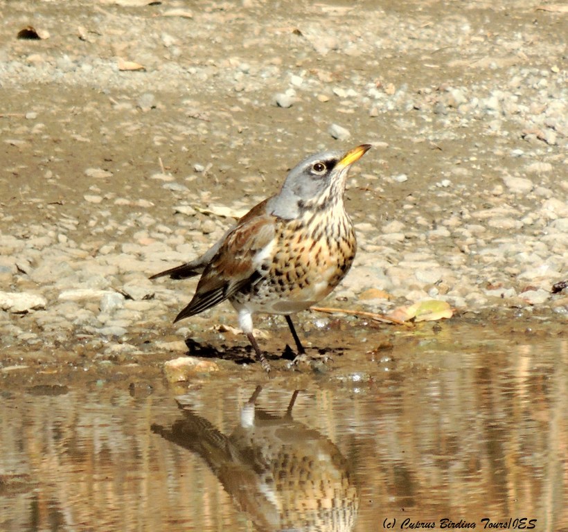 Fieldfare, Livadi tou Pashia, Troodos 10th November 2014 (c) Cyprus Birding Tours