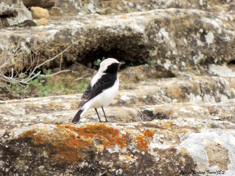 Finsch's Wheatear Agios Sozomenos 28th November 2014 (c) Cyprus Birding Tours