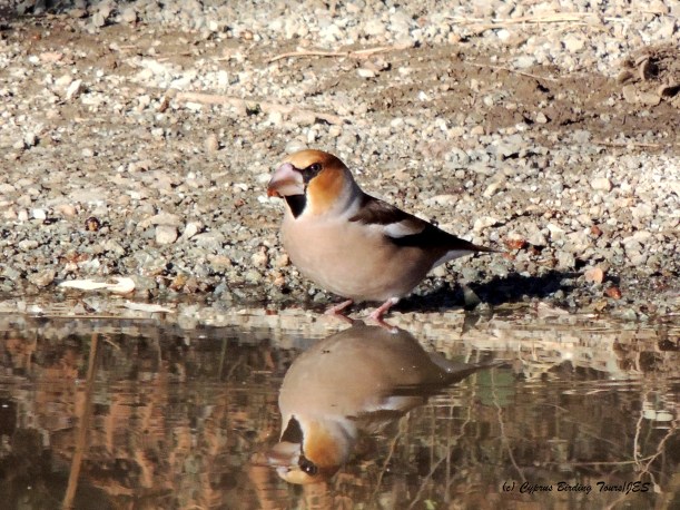 Hawfinch Livadi tou Pashia November 10th 2014 (c) Cyprus Birding Tours