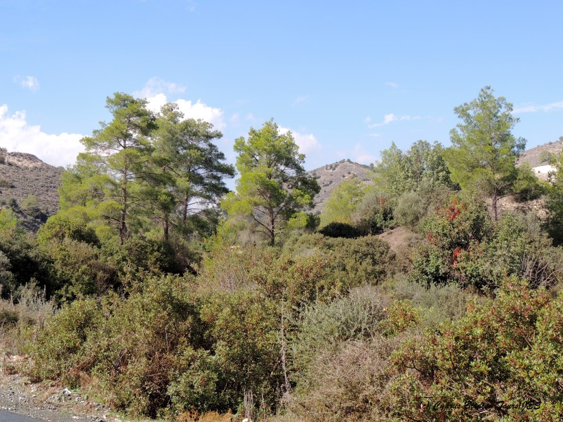 Panagia Stazousa 31st October 2014 (c) Cyprus Birding Tours