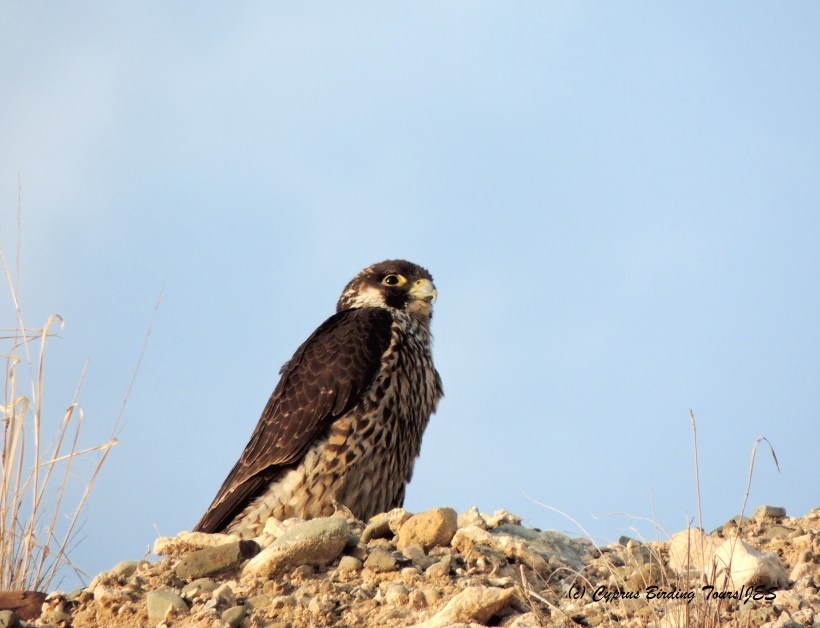 Peregrine Falcon juvenile Agios Sozomenos 14th November 2014 (c) Cyprus Birding Tours