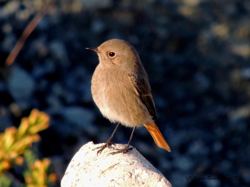 Western Black Redstart, Larnaca Sewage Works 22nd November 2014 (c) Cyprus Birding Tours