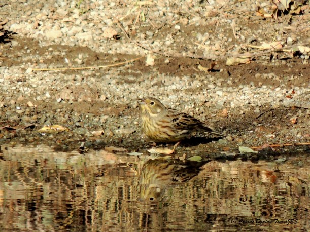Yellowhammer Livadi tou Pashia November 10th 2014  (c) Cyprus Birding Tours