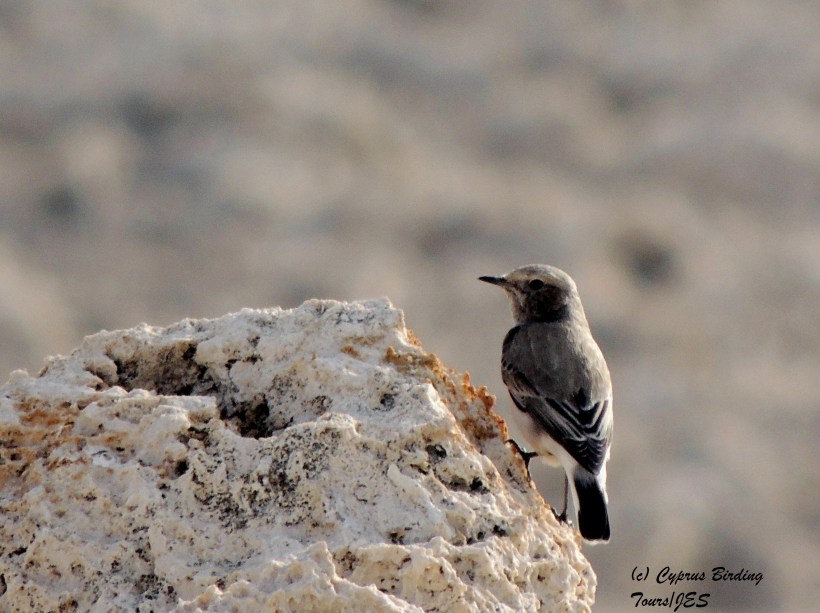 Finsch's Wheatear female Cape Greco 5th December 2014 (c) Cyprus Birding Tours