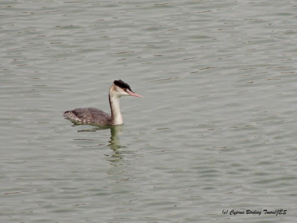 Great Crested Grebe Manglis Lake 3rd December 2014  (c) Cyprus Birding Tours