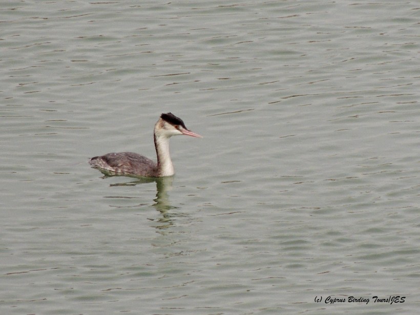 Great Crested Grebe Manglis Lake 3rd December 2014 (c) Cyprus Birding Tours