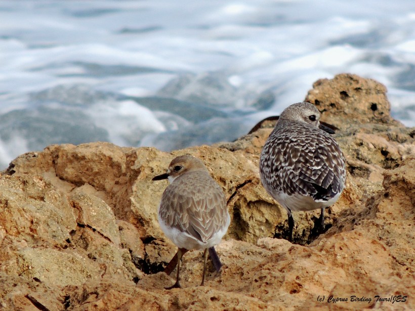 Greater Sand Plover and Grey Plover Agia Trias 5th December 2014 (c) Cyprus Birding Tours