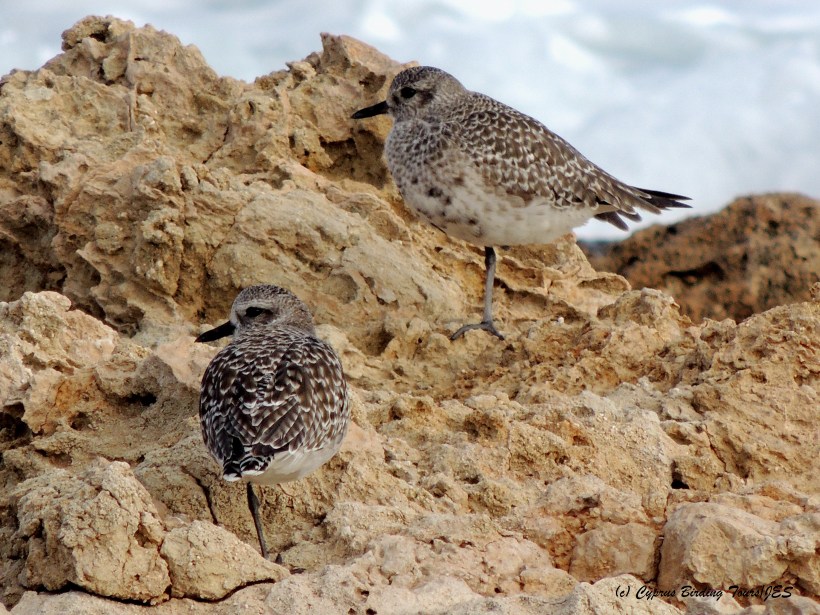 Grey Plover Agias Trias 5th December 2014 (c) Cyprus Birding Tours