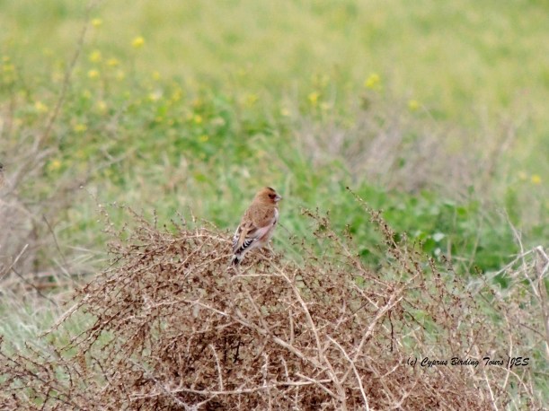 Crimson-winged Finch Mandria 14th January 2015 (c) Cyprus Birding Tours