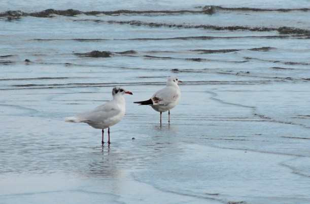 Mediterranean Gull and Black-headed Gull Oroklini Beach 4th January 2015 (c) Cyprus Birding Tours