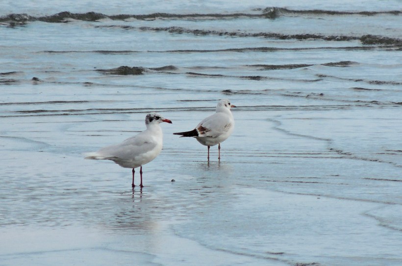 Mediterranean Gull and Black-headed Gull Oroklini Beach 4th January 2015 (c) Cyprus Birding Tours