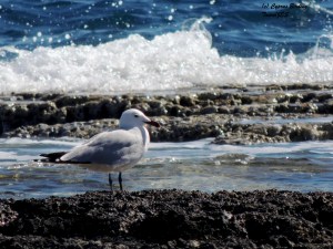 Audouin's Gull Kermia Beach February 28th 2015 (c) Cyprus Birding Tours