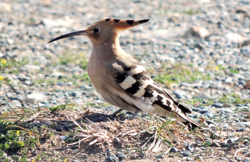 Eurasian Hoopoe Petounta Point 26th February 2015 (c) Cyprus Birding Tours