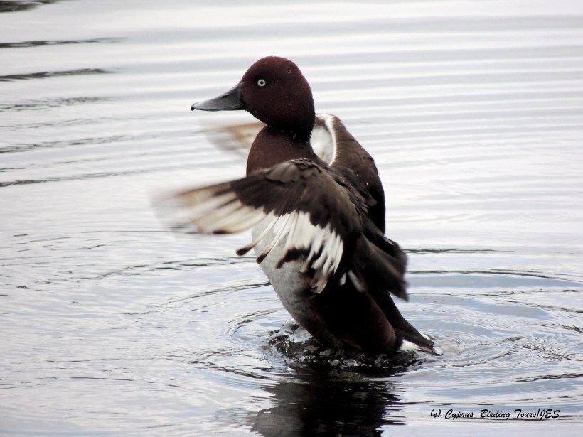 Ferruginous Duck, Athalassa Dam, 9th February 2015 (c) Cyprus Birding Tours