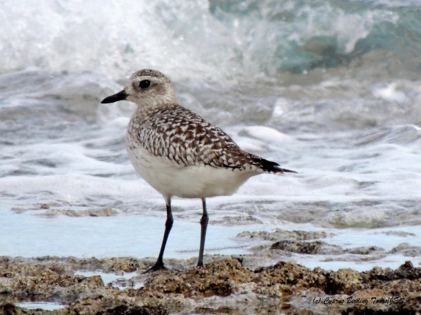 Grey Plover  Agias Trias 14th February 2015  (c) Cyprus Birding Tours