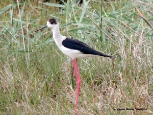 Black-winged Stilt, Phassouri Reed Beds 27th March 2015 (c) Cyprus Birding Tours