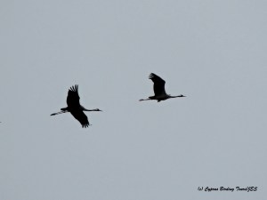 Common Crane 2 Phassouri Reed Beds 27th March 2015 (c) Cyprus Birding Tours
