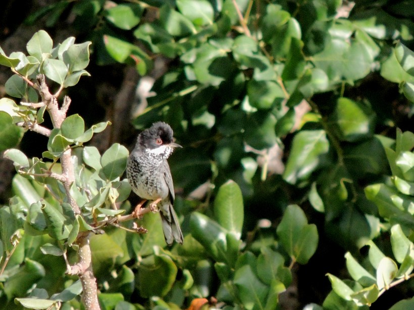 Cyprus Warbler Asprokremmos Dam 2nd March 2015 (c) Cyprus Birding Tours