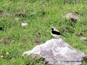  Eastern Black-eared Wheatear Anarita Mast 20th March (c) Cyprus Birding Tours