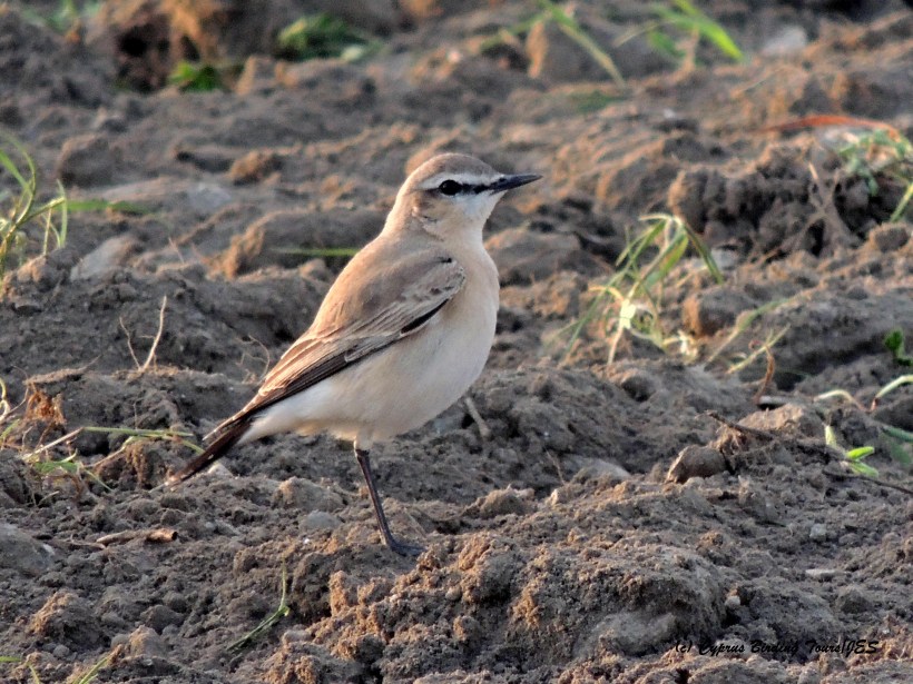 Isabelline Wheatear Larnaca Sewage Works March 7th 2015  (c) Cyprus Birding Tours