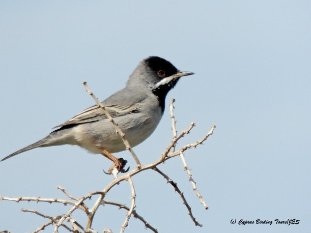 Ruppell's Warbler Cape Greco 7th March 2015  (c) Cyprus Birding Tours